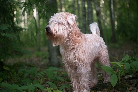 wheaten terrier pros and cons